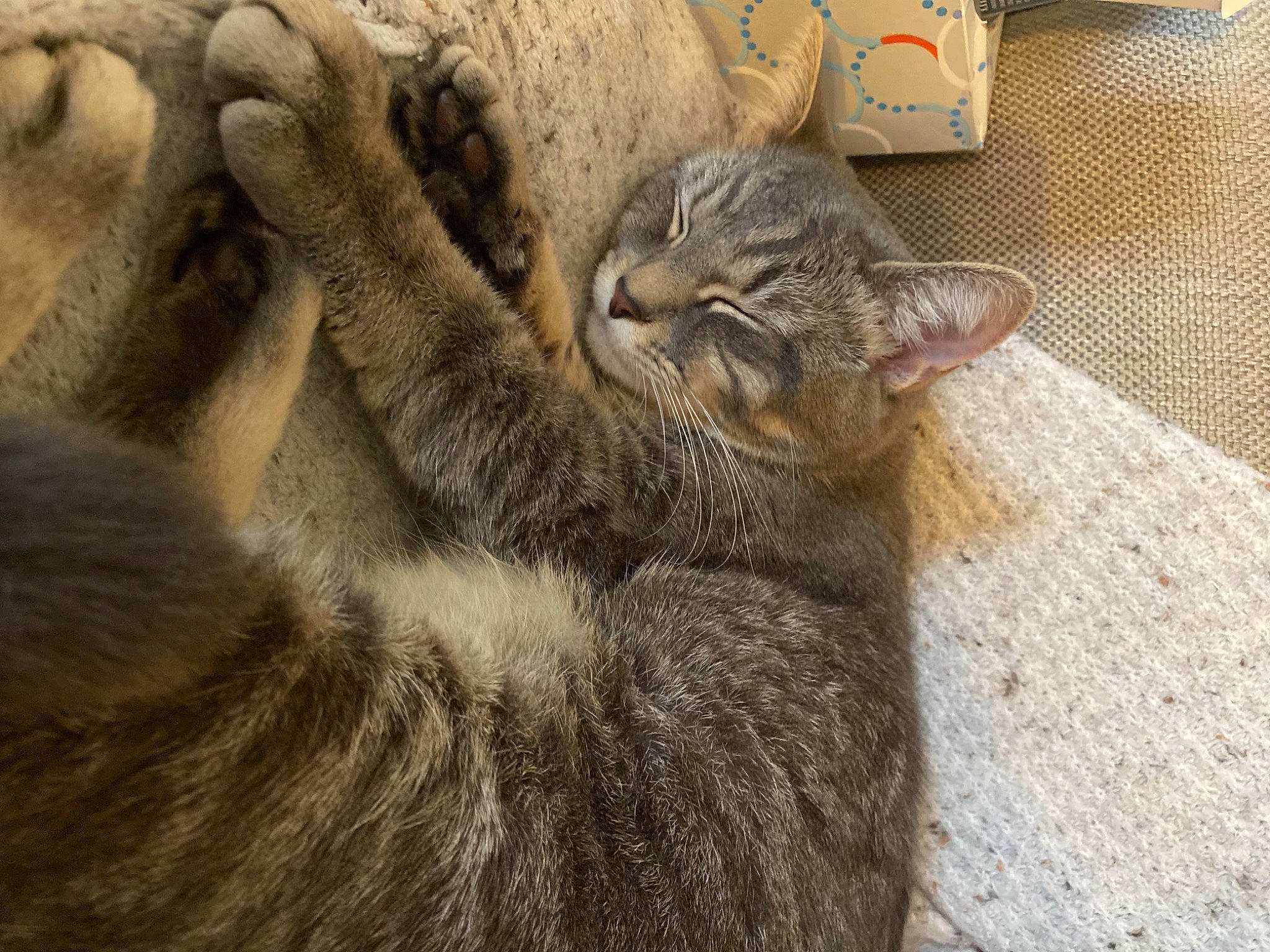 Bernice is registered to the contest to win money with this photo: carnivore, carton, cat, claw, comfort, domestic_short_haired_cat, fawn, felidae, fur, grey, paw, shipping_box, small_to_medium_sized_cats, snout, tail, terrestrial_animal, whiskers, wildlife, wood