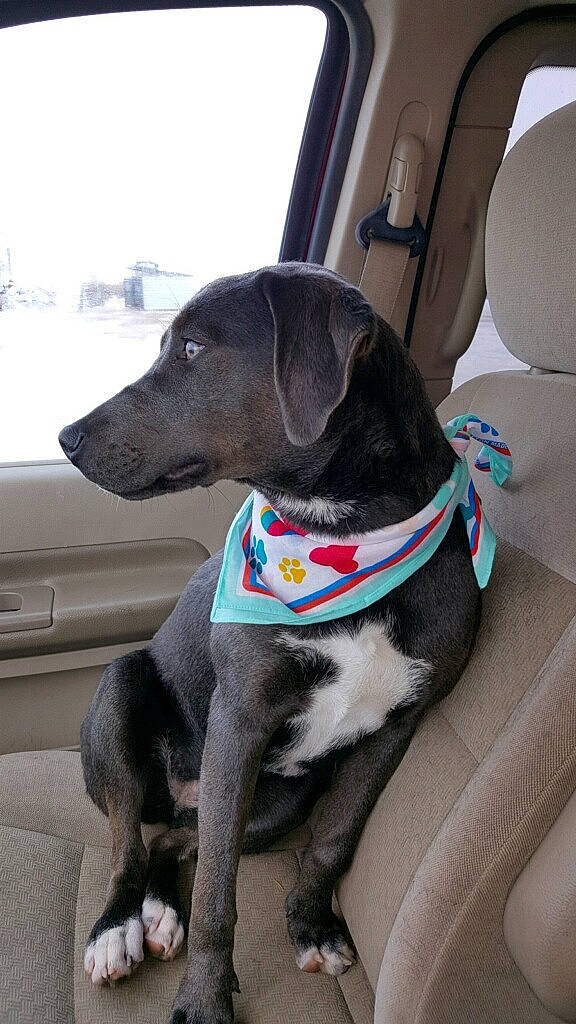 Pickles is registered to the contest to win money with this photo: auto_part, automotive_exterior, canidae, car, car_seat, carnivore, collar, companion_dog, dog, dog_breed, dog_collar, dog_supply, gun_dog, liver, pet_supply, sky, vehicle, vehicle_door, windshield, working_animal