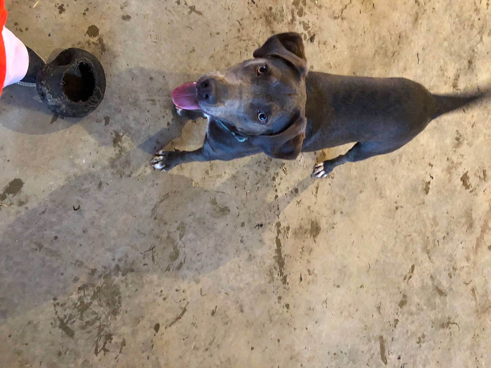 Pickles joined the competition — help win amazing prizes! canidae, carmine, carnivore, collar, dog, dog_breed, dog_collar, fawn, hunting_dog, non_sporting_group, rampur_greyhound, sand, snout, soil, sporting_group, terrestrial_animal, working_animal