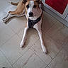 animal, brown, canine, curious, dog, domestic, door, ears, floor, harness, house, indoor, looking_up, paw, pet, red, resting, tile, white, white_door