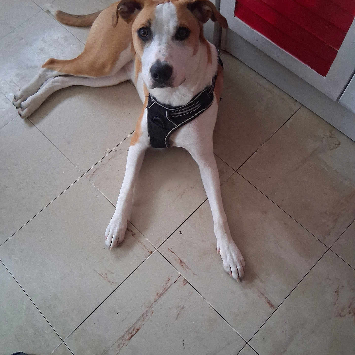 Alyssa participe au concours pour gagner de l'argent avec cette photo : animal, brown, canine, curious, dog, domestic, door, ears, floor, harness, house, indoor, looking_up, paw, pet, red, resting, tile, white, white_door