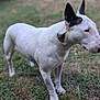 Ohana participe au concours pour gagner de l'argent avec cette photo : dog, bull_terrier, white_dog, standing, grass, outdoor, pet, animal, canine, ears, short_hair, alert, side_view, nature, muzzle, calm, muscular, field, daylight, domestic_animal