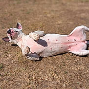 Ohana a rejoint le concours — aidez-le/la à gagner de superbes lots ! dog, white_dog, lying_down, sunbathing, outdoor, dry_grass, relaxed, happy, pet, animal, ears, belly_up, canine, nature, summer, playful, pink_skin, shadow, daylight, mammal