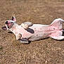 dog, white_dog, lying_down, sunbathing, outdoor, dry_grass, relaxed, happy, pet, animal, ears, belly_up, canine, nature, summer, playful, pink_skin, shadow, daylight, mammal
