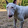 dog, bull_terrier, white_dog, pet, animal, tongue_out, grass, yard, outdoor, nature, ears, nose, standing, canine, funny_face, mammal, domestic_animal, leafy_background, summer, playful