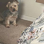 Sammy is registered to the contest to win money with this photo: animal, bedroom, blanket, brown_fur, carpet, clothing, dog, ears, floor, floral_pattern, furniture, gray_fur, home, indoors, looking_at_camera, pet, portrait, shaggy_dog, small_dog, standing