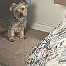 animal, bedroom, blanket, brown_fur, carpet, clothing, dog, ears, floor, floral_pattern, furniture, gray_fur, home, indoors, looking_at_camera, pet, portrait, shaggy_dog, small_dog, standing