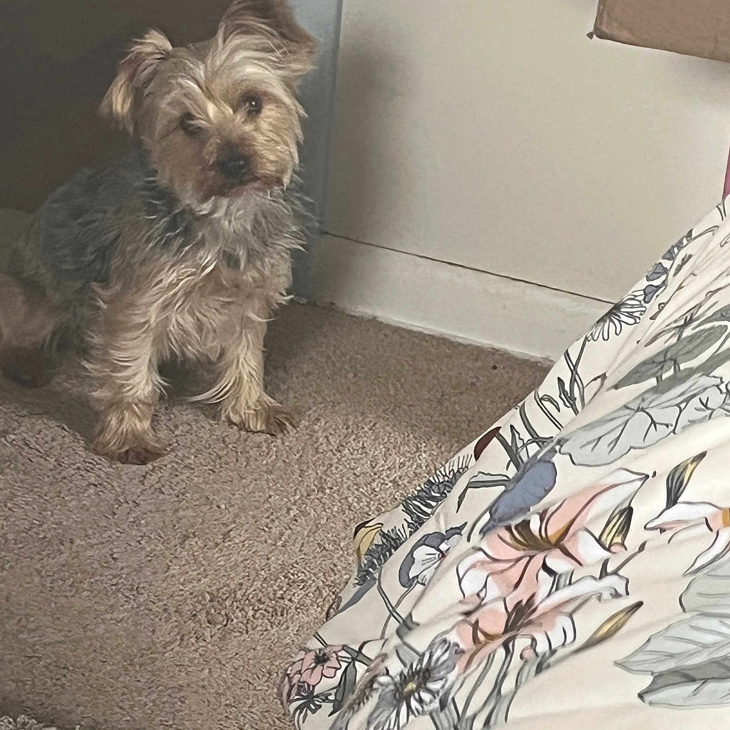 Sammy