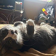 Octavia is registered to the contest to win money with this photo: cat, gray_cat, white_fur, whiskers, indoor, bed, blanket, pet, cute, fur, relaxed, lying_down, cozy, domestic_animal, animal, mammal, feline, curious, wide_eyes, home