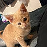 kitten, cat, orange_cat, pet, animal, cute, furry, whiskers, indoor, soft_surface, curious, small, young, fur, ears, eyes, head_tilt, domestic, mammal, adorable