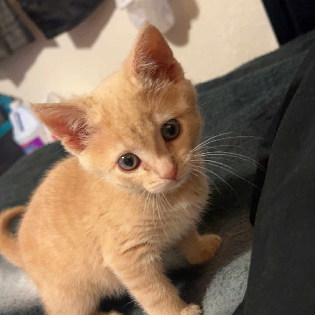 Nala joined the competition — help win amazing prizes! kitten, cat, orange_cat, pet, animal, cute, furry, whiskers, indoor, soft_surface, curious, small, young, fur, ears, eyes, head_tilt, domestic, mammal, adorable