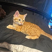 Kai is registered to the contest to win money with this photo: kitten, cat, orange_tabby, feline, pet, animal, indoor, blanket, bed, fur, cute, young, resting, cozy, domestic, whiskers, ears, tail, curious, soft_lighting