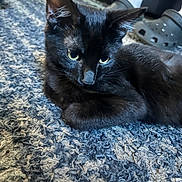 Shadow joined the competition — help win amazing prizes! black_cat, cat, feline, pet, animal, green_eyes, whiskers, pointed_ears, fur, lying_down, lounging, indoor, rug, carpet, home, portrait, close_up, relaxed, shoes, background