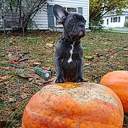 Leonidas is registered to the contest to win money with this photo: puppy, dog, black_dog, pumpkin, autumn, outdoor, grass, leaf, yard, house, tree, collar, pet, nature, fall, garden, playful, animal, cute, leaves