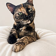 Cookie joined the competition — help win amazing prizes! animal, bed, blanket, cat, centered_composition, close_up, cozy, ears, feline, fur, green_eyes, indoor, paws, pet, portrait, serious_expression, sitting, tortoiseshell_cat, whiskers, white_bedding