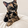 animal, bed, blanket, cat, centered_composition, close_up, cozy, ears, feline, fur, green_eyes, indoor, paws, pet, portrait, serious_expression, sitting, tortoiseshell_cat, whiskers, white_bedding