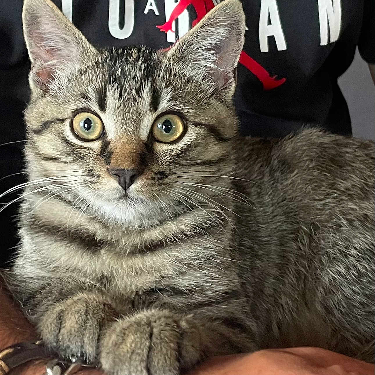 Gremlin a rejoint le concours — aidez-le/la à gagner de superbes lots ! alert, animal, arm, black_shirt, cat, close_up, clothing, curious, eyes, feline, fur, indoor, kitten, paws, person, pet, resting, tabby, text_on_shirt, whiskers