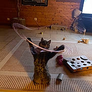 Gremlin participe au concours pour gagner de l'argent avec cette photo : cat, tabby_cat, toy, string, playing, indoor, living_room, carpet, wooden_wall, mirror, plant, lamp, television, box, floor, pet, fun, motion_blur, furniture, cozy