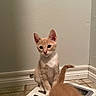 Creed is registered to the contest to win money with this photo: cat, corner, curious, domestic, ears, floor, fur, indoor, kitten, looking, orange_cat, pet, sitting, small_cat, tail, tile_floor, vent_cover, wall, white_cat, young_cat