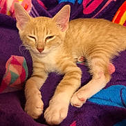 Creed is registered to the contest to win money with this photo: animal, blanket, cat, colorful, cozy, cute, domestic_cat, fur, indoor, kitten, orange_tabby, paws, pet, purple_blanket, relaxed, resting, sleepy, soft, whiskers, young_cat