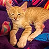 animal, blanket, cat, colorful, cozy, cute, domestic_cat, fur, indoor, kitten, orange_tabby, paws, pet, purple_blanket, relaxed, resting, sleepy, soft, whiskers, young_cat