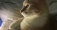 Creed joined the competition — help win amazing prizes! animal, bed, blanket, calm, cat, close_up, cozy, cute, feline, fur, indoor, mammal, pet, portrait, relaxing, resting, side_profile, soft_light, whiskers, window_light