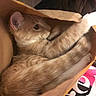 Creed joined the competition — help win amazing prizes! animal, cat, close_up, cozy, curious, cute, domestic_cat, ears, feline, fur, indoor, orange_tabby, paper_bag, paw, pet, playful, relaxed, resting, stretching, whiskers