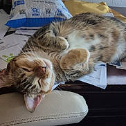 Cami joined the competition — help win amazing prizes! cat, tabby, sleeping, paws, fur, pet, indoor, resting, desk, papers, package, clutter, whiskers, cute, animal, feline, relaxed, home, cozy, nap