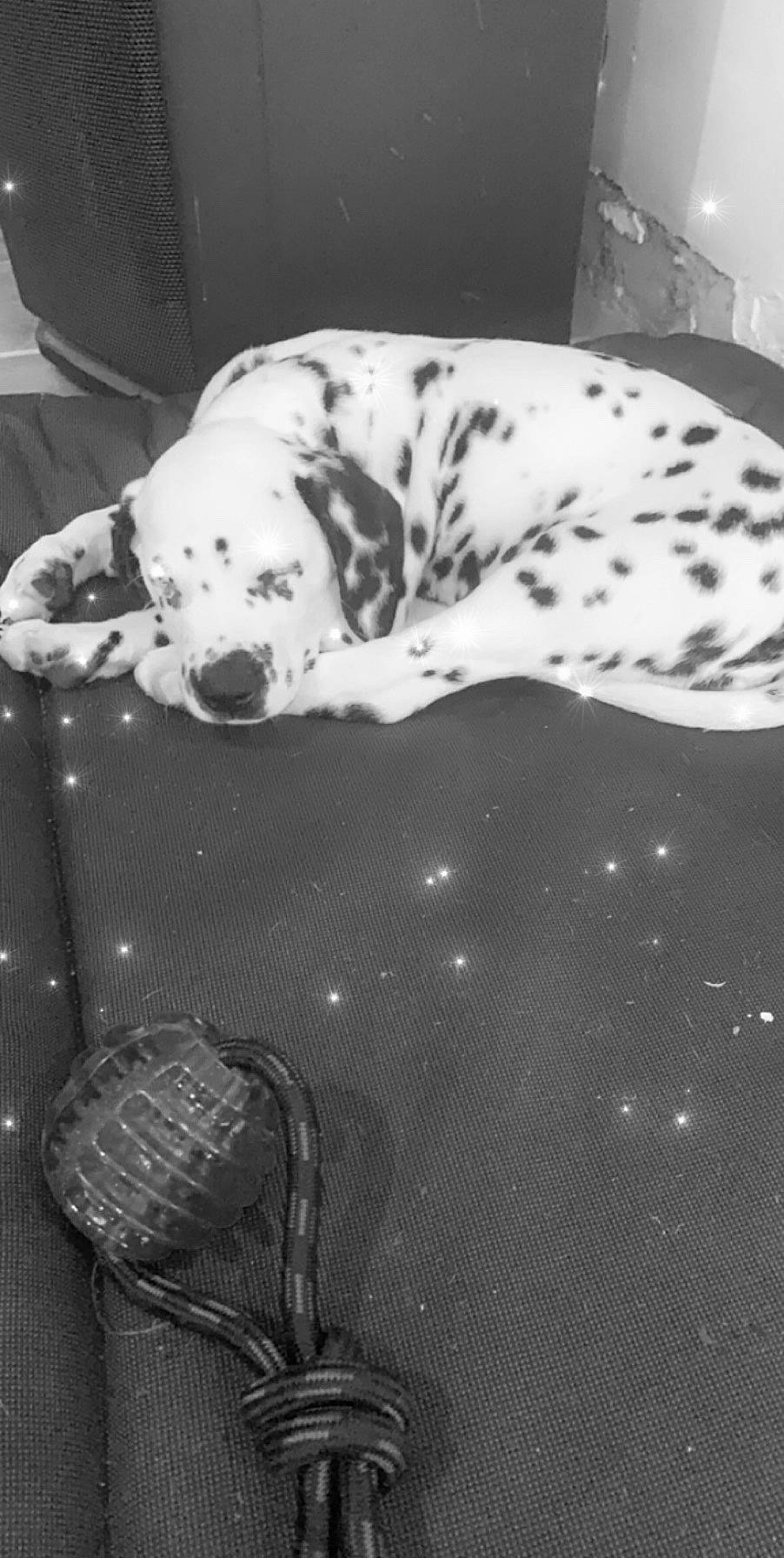 Patch a rejoint le concours — aidez-le/la à gagner de superbes lots ! black_and_white, canidae, carnivore, dalmatian, dog, dog_breed, great_dane, non_sporting_group, snout, white