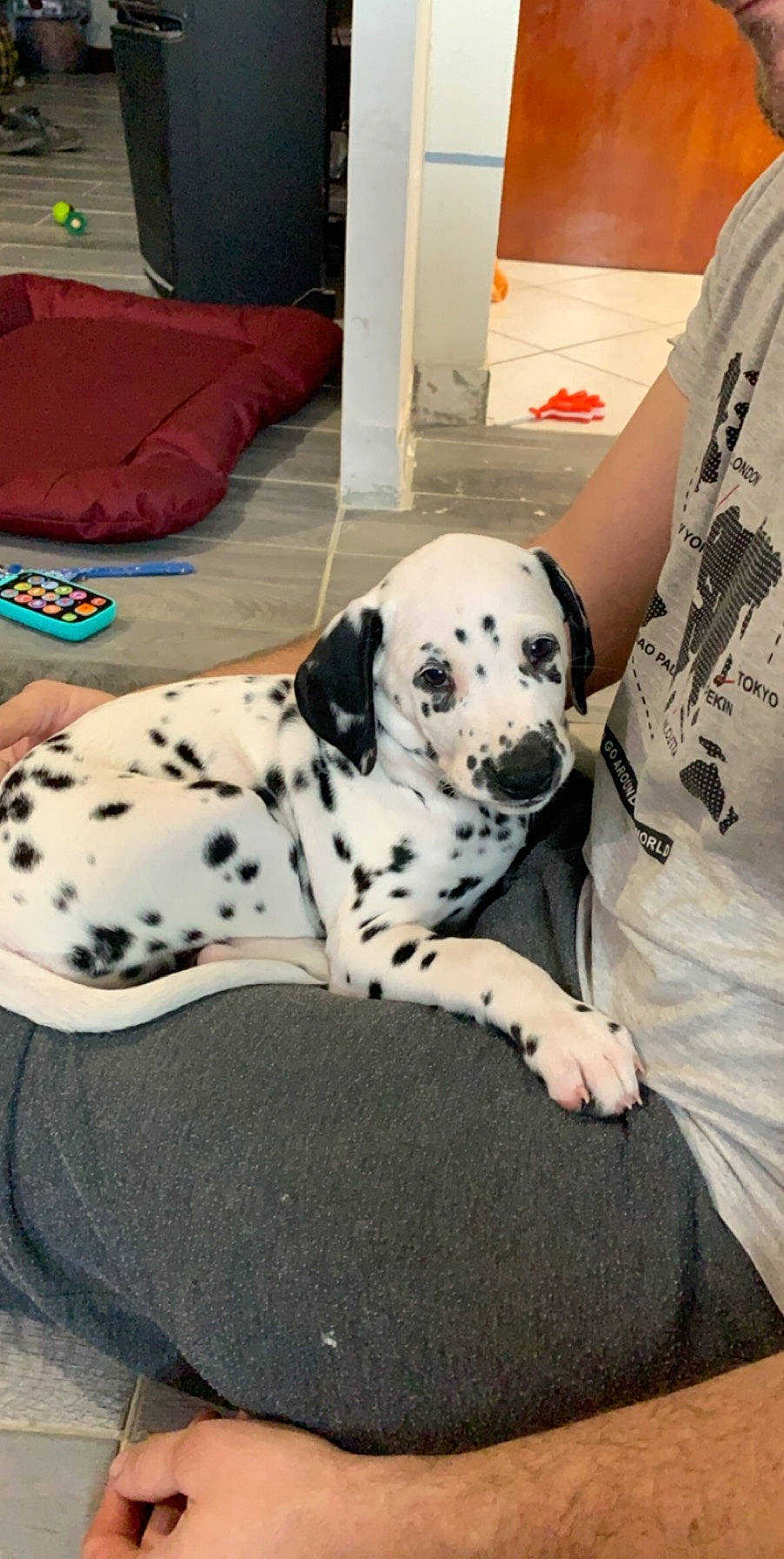 Patch a rejoint le concours — aidez-le/la à gagner de superbes lots ! canidae, carnivore, companion_dog, dalmatian, dog, dog_breed, mammal, non_sporting_group, snout, sporting_group