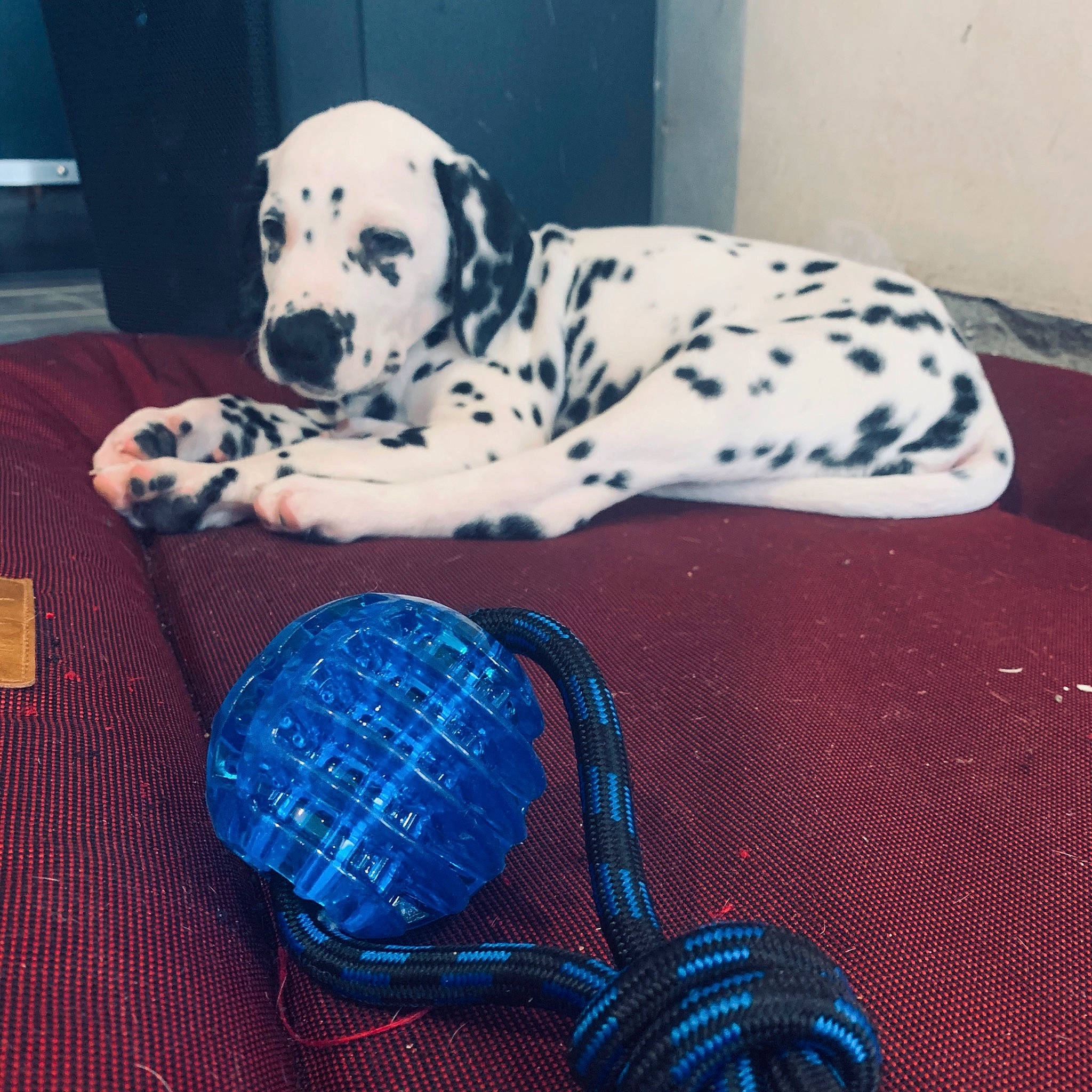 Patch participe au concours pour gagner de l'argent avec cette photo : canidae, carnivore, companion_dog, dalmatian, dog, dog_breed, dog_toy, fawn, great_dane, non_sporting_group, puppy, snout, sporting_group