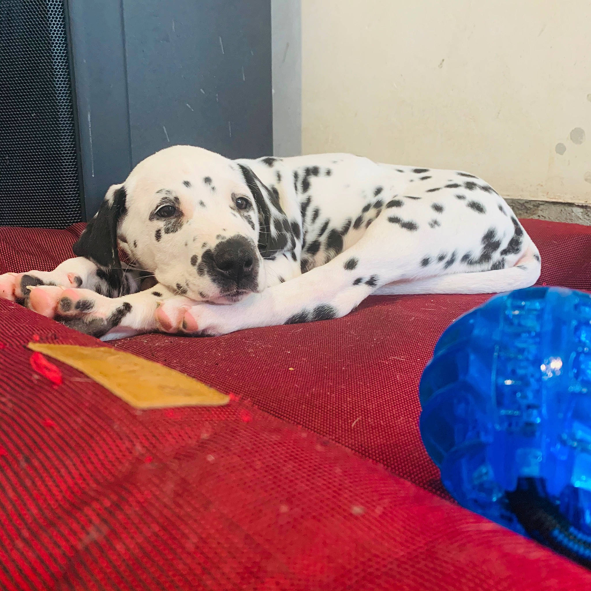 Patch participe au concours pour gagner de l'argent avec cette photo : canidae, carnivore, companion_dog, dalmatian, dog, dog_breed, great_dane, non_sporting_group, sporting_group