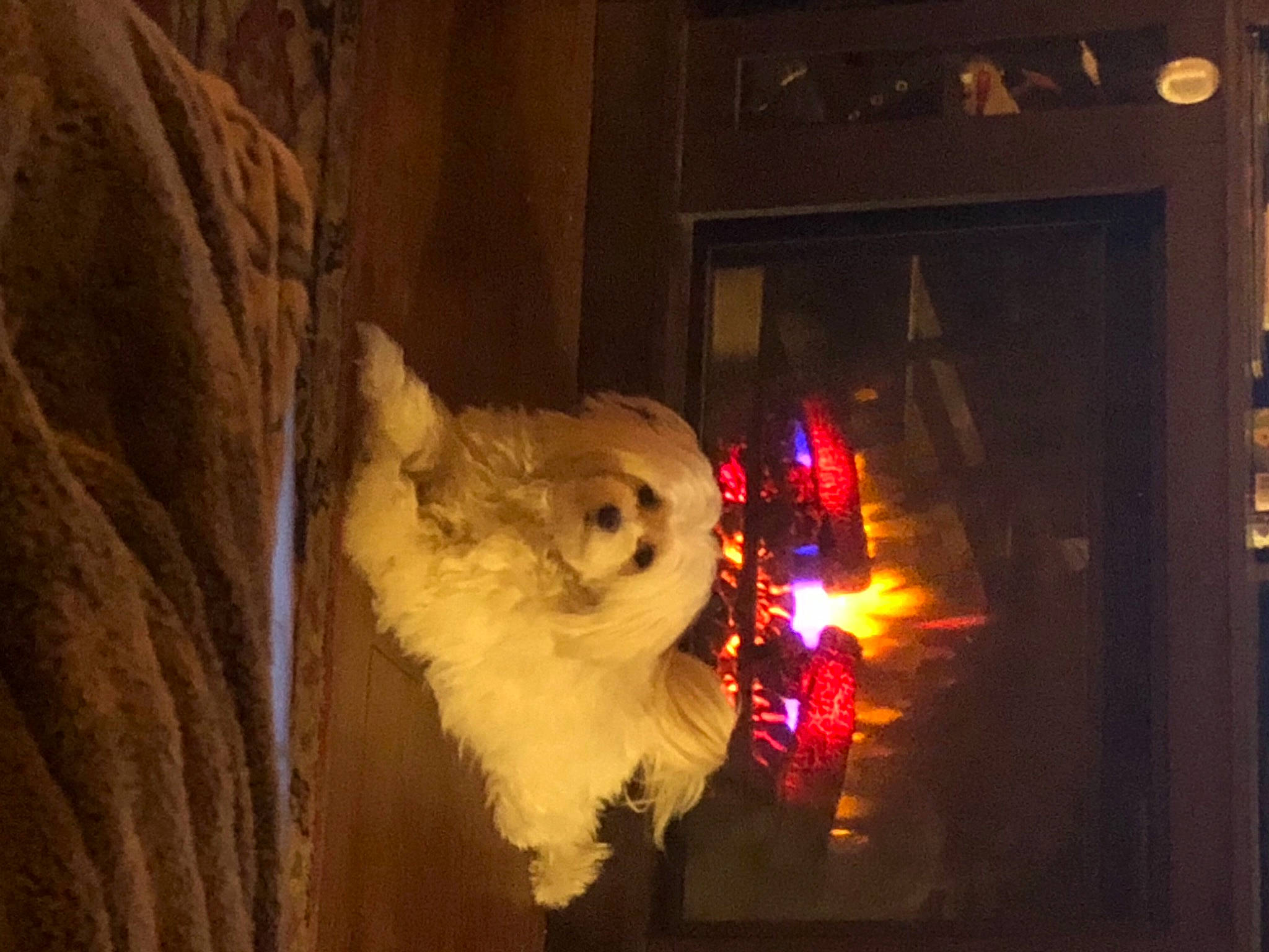 Munchkin is registered to the contest to win money with this photo: art, canidae, carnivore, christmas, companion_dog, darkness, dog_breed, door, event, fawn, felidae, fun, heat, holiday, small_to_medium_sized_cats, snout, sporting_group, whiskers, window, wood