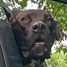 Bear joined the competition — help win amazing prizes! dog, black_dog, close_up, face, animal, pet, car_window, outdoor, nature, greenery, leaf, canine, tongue, ears, snout, fur, daylight, looking, expression, spontaneous