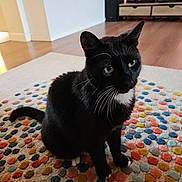 Bibi a rejoint le concours — aidez-le/la à gagner de superbes lots ! cat, black_cat, indoor, living_room, rug, colorful, polka_dot, floor, wood_floor, television, speaker, furniture, pet, whiskers, sitting, domestic_animal, home, cozy, fur, curious
