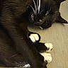 cat, black_cat, white_paws, whiskers, sleepy, couch, indoor, pet, feline, relaxed, cozy, resting, fur, animal, close_up, cute, domestic_cat, whiskers_visible, paws_together, soft_lighting