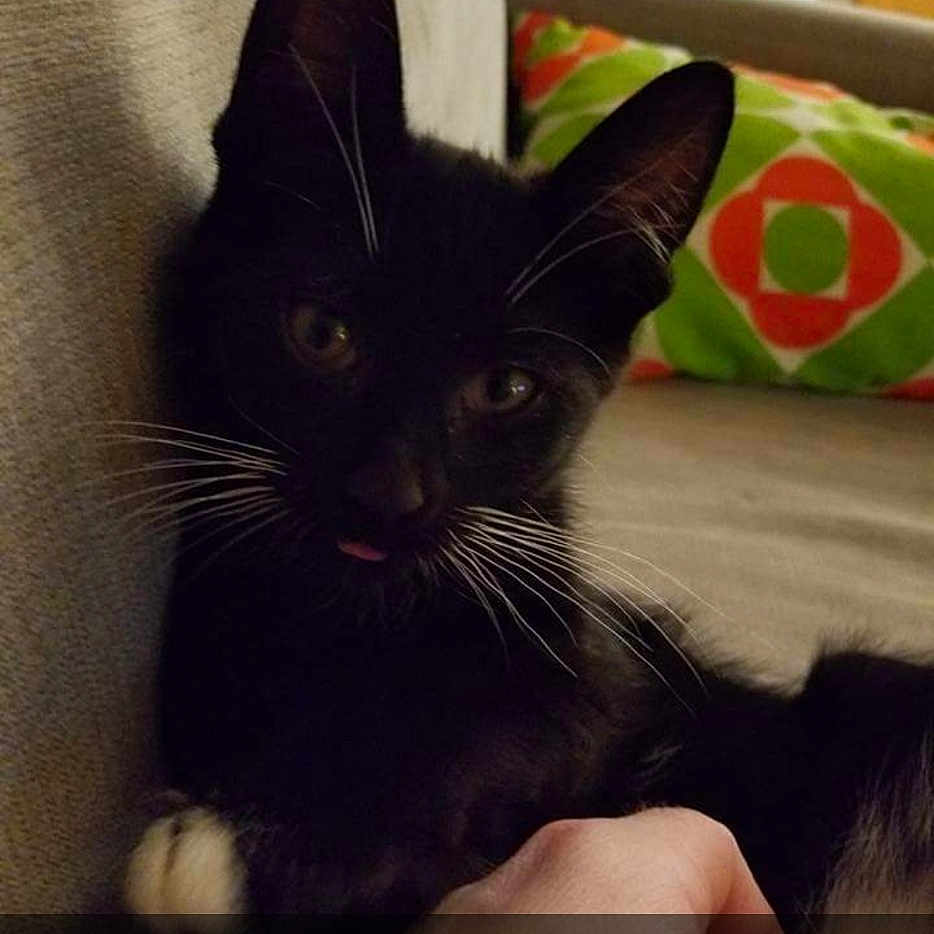 Bibi