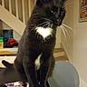 cat, tuxedo_cat, black_cat, white_paws, white_chest, indoor, table, chair, staircase, home, pet, feline, whiskers, fur, domestic_animal, curious, sitting, quiet, cozy, household