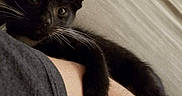 Bibi participe au concours pour gagner de l'argent avec cette photo : cat, black_cat, white_paw, couch, arm, person, indoor, pet, animal, resting, curious, feline, whiskers, clinging, comfortable, close_up, text_overlay, social_media, patterned_pillow, beige