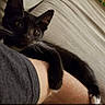 cat, black_cat, white_paw, couch, arm, person, indoor, pet, animal, resting, curious, feline, whiskers, clinging, comfortable, close_up, text_overlay, social_media, patterned_pillow, beige