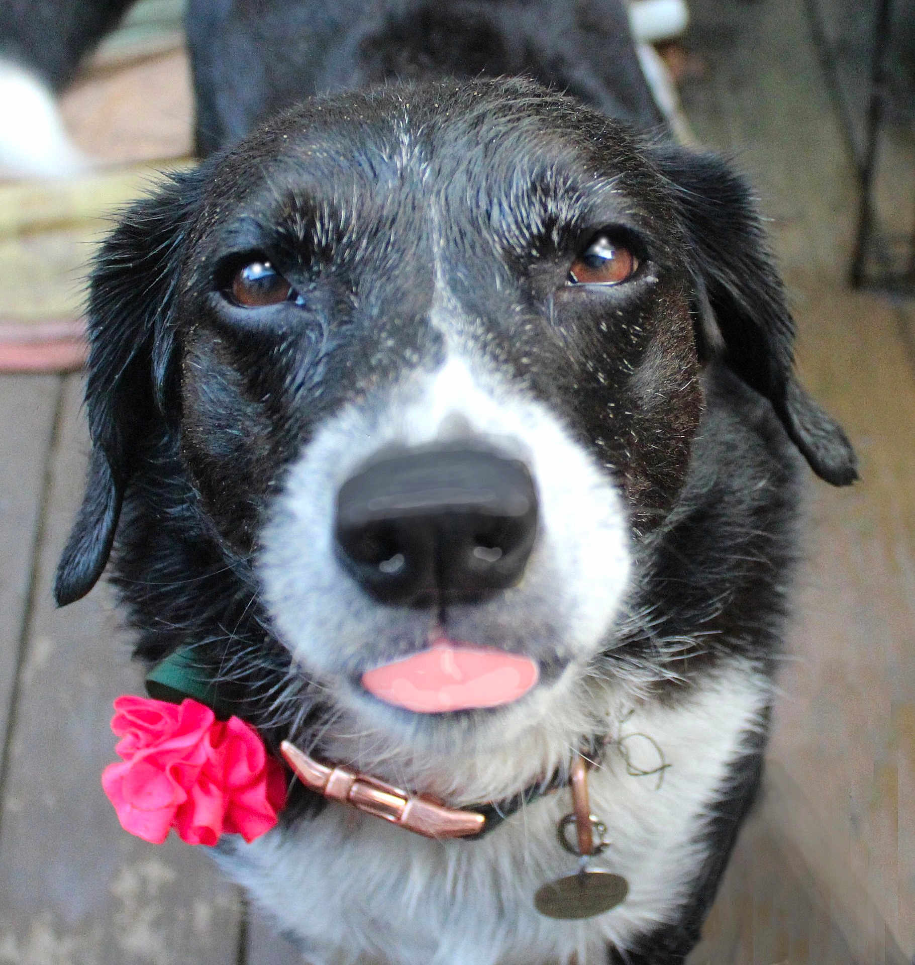 Fizz joined the competition — help win amazing prizes! dog, black_and_white, close_up, pet, flower, collar, tongue_out, animal, cute, playful, domestic_animal, fur, ears, nose, portrait, wooden_floor, indoor, friendly, canine, pet_accessory