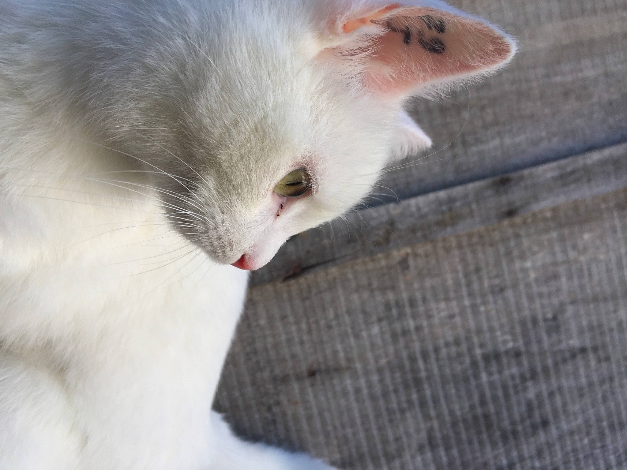 Happy participe au concours pour gagner de l'argent avec cette photo : carnivore, cat, claw, domestic_short_haired_cat, eye, felidae, fur, grey, paw, small_to_medium_sized_cats, tail, terrestrial_animal, whiskers, wood