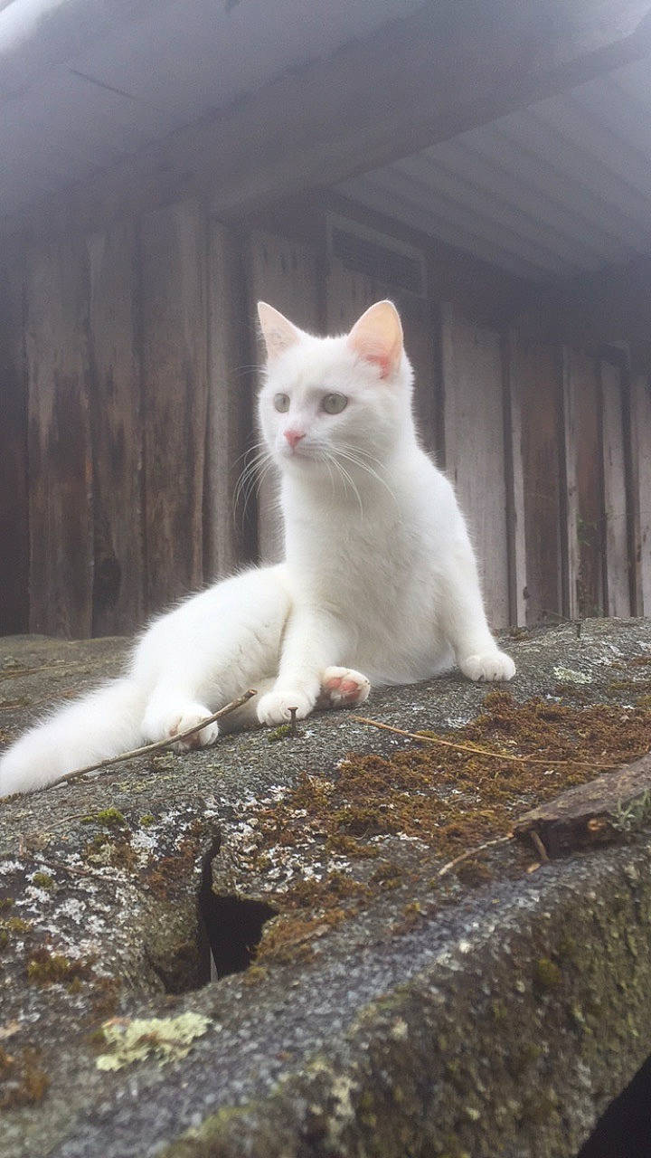 Happy participe au concours pour gagner de l'argent avec cette photo : carnivore, cat, domestic_short_haired_cat, fawn, felidae, fur, paw, sitting, small_to_medium_sized_cats, snout, tail, terrestrial_animal, whiskers, wood