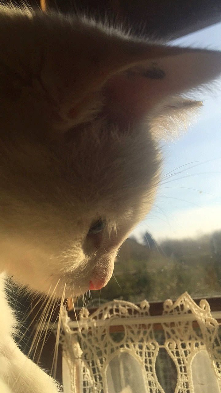 Happy a rejoint le concours — aidez-le/la à gagner de superbes lots ! canidae, carnivore, cat, cloud, fawn, felidae, fur, grass, heat, landscape, paw, sky, small_to_medium_sized_cats, snout, sun, tail, whiskers, wildlife, wing, wood