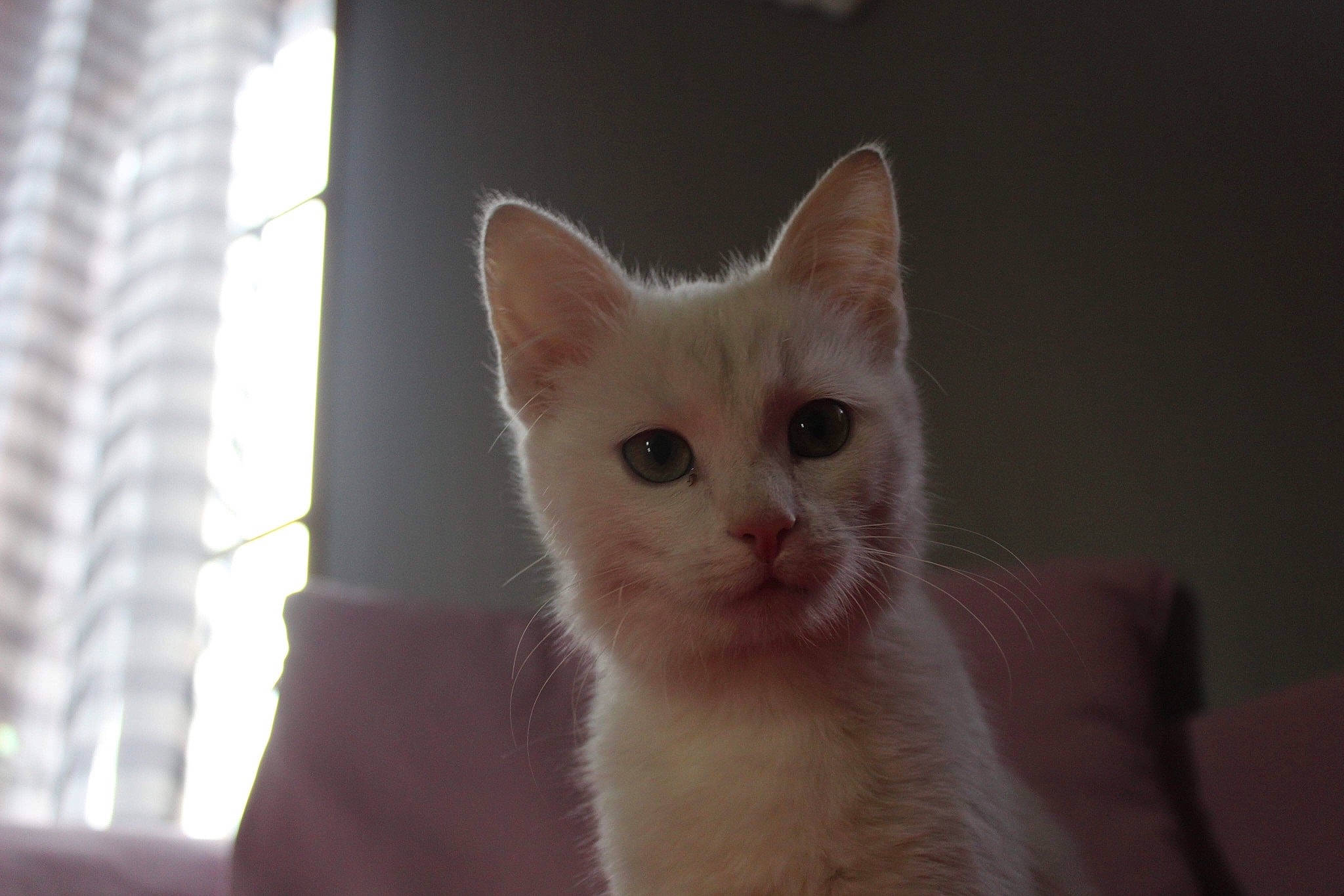 Happy participe au concours pour gagner de l'argent avec cette photo : carnivore, cat, claw, domestic_short_haired_cat, eye, fawn, felidae, fur, paw, small_to_medium_sized_cats, snout, tail, terrestrial_animal, whiskers, window