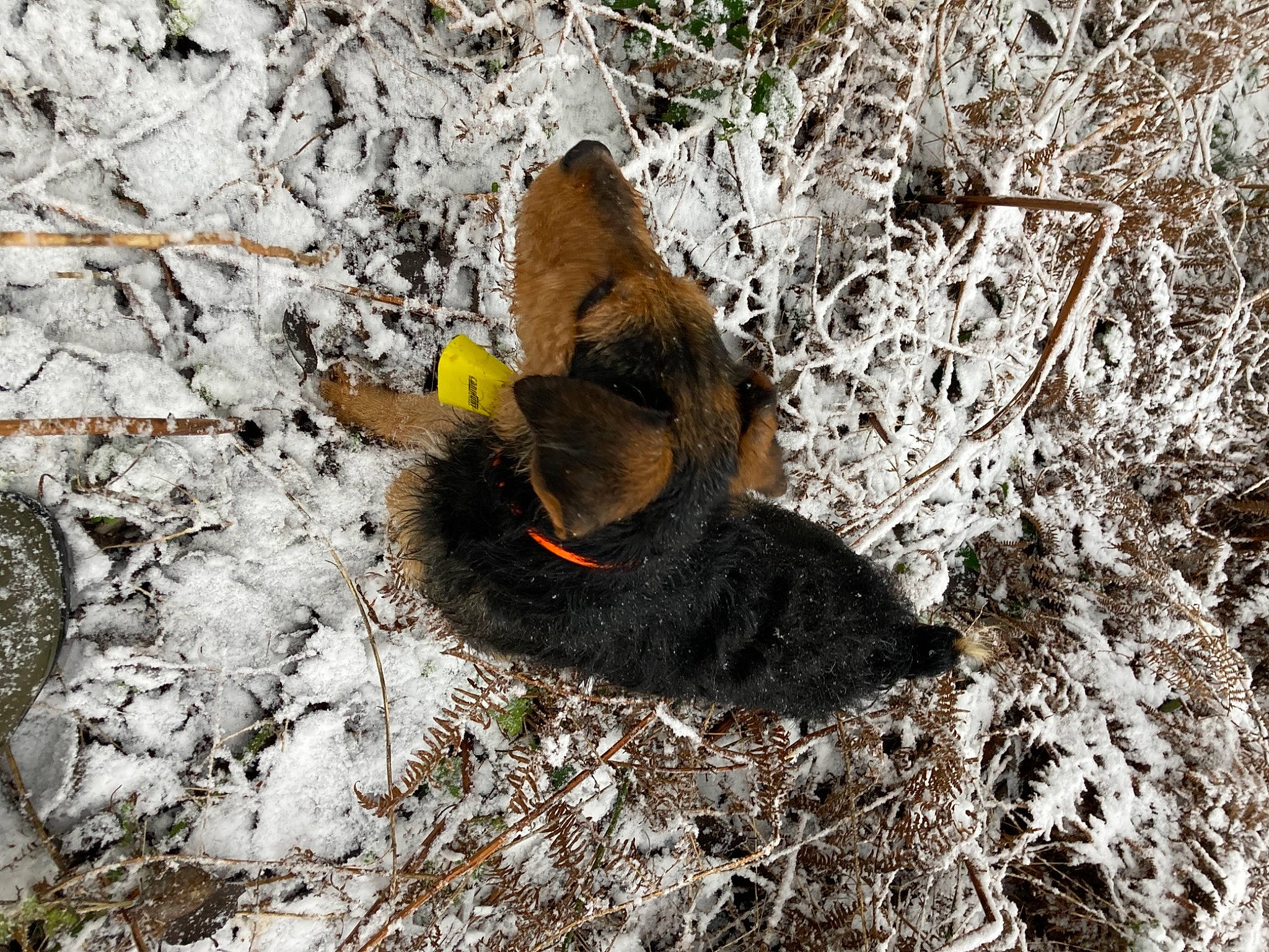 Punck a rejoint le concours — aidez-le/la à gagner de superbes lots ! _geese_and_swans, beak, branch, duck, ducks, grass, insect, perching_bird, pollinator, poultry, rock, soil, tail, terrestrial_animal, tree, trunk, twig, waterfowl, wildlife, winter
