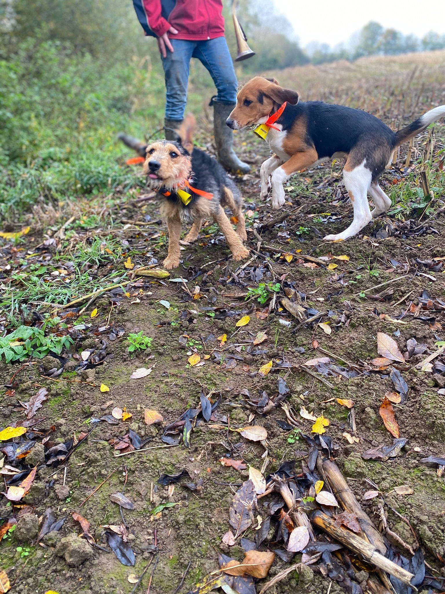 Punck a rejoint le concours — aidez-le/la à gagner de superbes lots ! adventure, canidae, carnivore, companion_dog, dog, dog_breed, dog_clothes, dog_hiking, dog_supply, grass, groundcover, leash, people_in_nature, plant, recreation, soil, sporting_group, tail, tree, working_dog