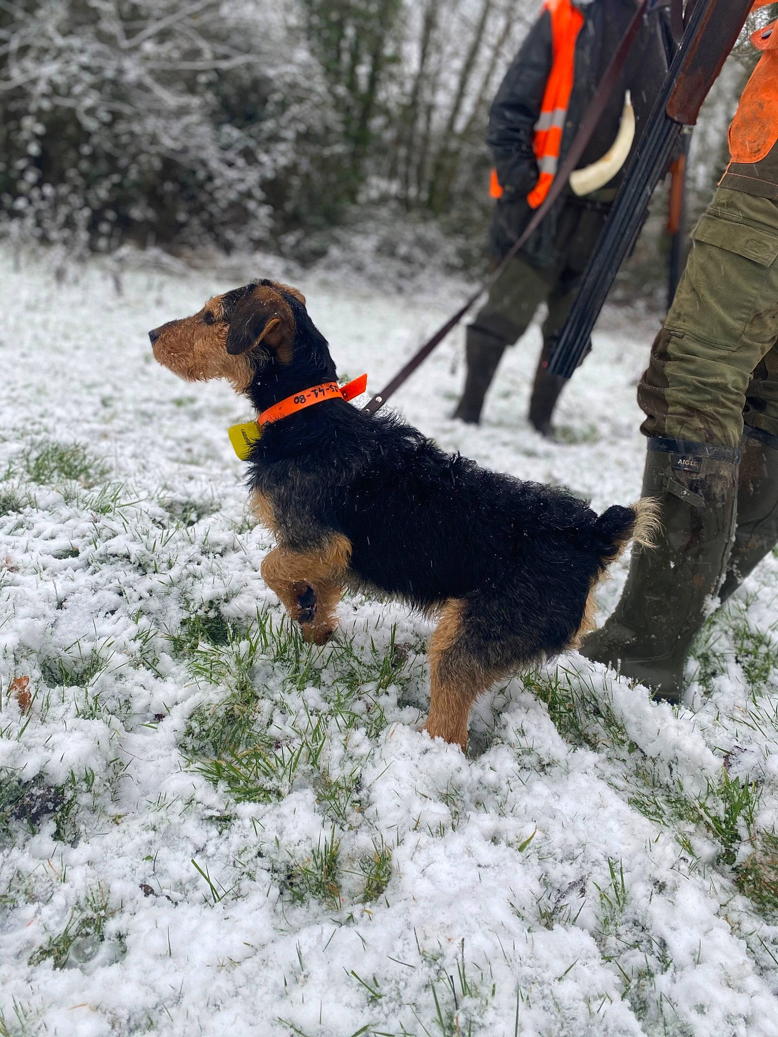 Punck participe au concours pour gagner de l'argent avec cette photo : canidae, carnivore, collar, companion_dog, dog, dog_breed, dog_hiking, dog_walking, fashion_accessory, freezing, leash, plant, snow, sporting_group, tail, tracking_trial, tree, winter, working_animal, working_dog