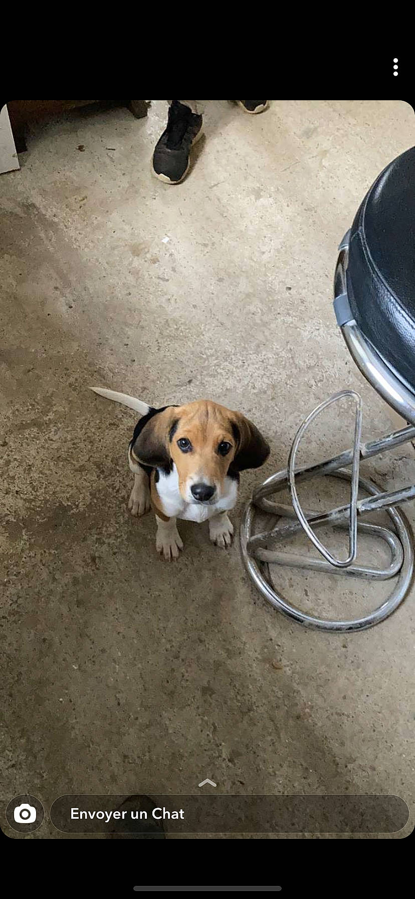 Rox a rejoint le concours — aidez-le/la à gagner de superbes lots ! asphalt, audio_equipment, automotive_tire, bumper, carnivore, collar, companion_dog, concrete, dog, dog_breed, dog_supply, floor, flooring, leash, paw, pet_supply, road_surface, sidewalk, street_dog, wire