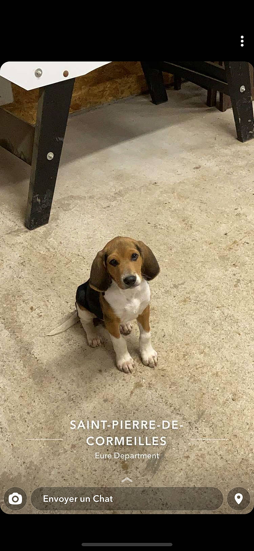 Rox participe au concours pour gagner de l'argent avec cette photo : beagle, beagle_harrier, canidae, carnivore, chair, companion_dog, dog, dog_breed, fawn, hound, hunting_dog, photo_caption, road_surface, scent_hound, snout, sporting_group, tail, terrestrial_animal, wood